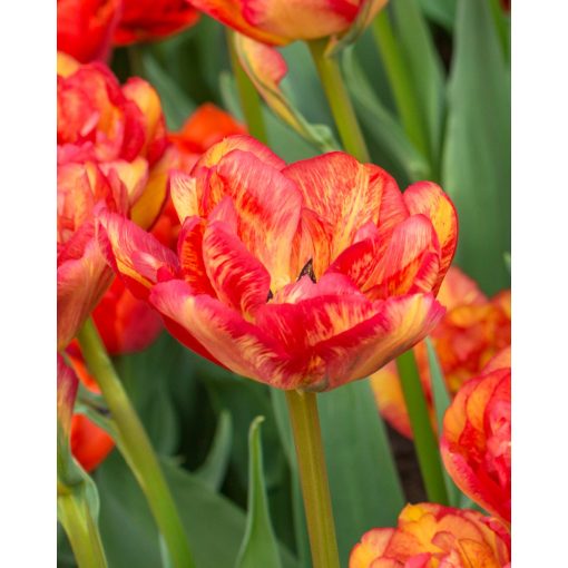 Tulipa Sundowner - Tulipán
