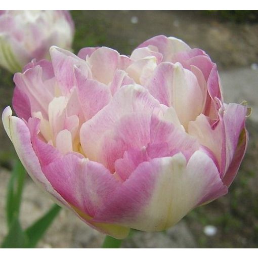 Tulipa Sweet Desire - Tulipán
