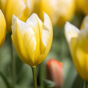 Tulipa Sweetheart - Tulipán