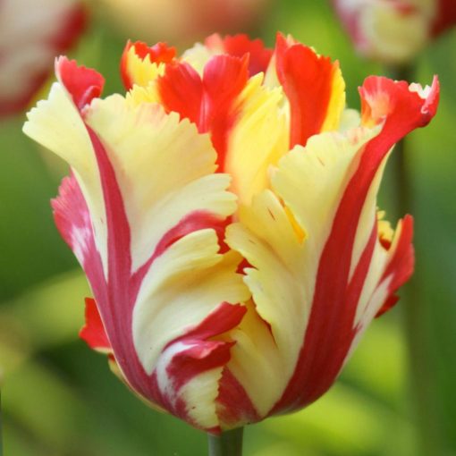 Tulipa Texas Flame - Tulipán