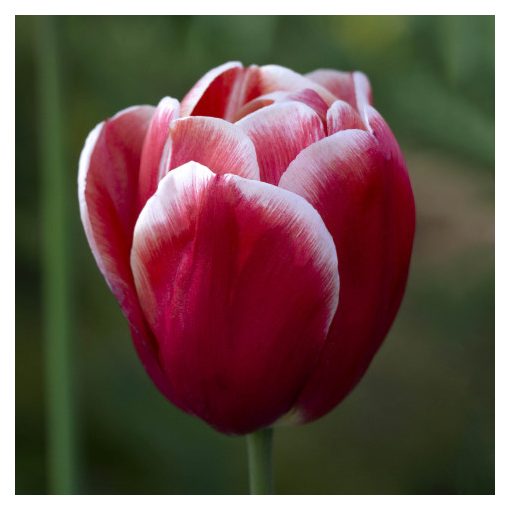 Tulipa Timeless - Tulipán