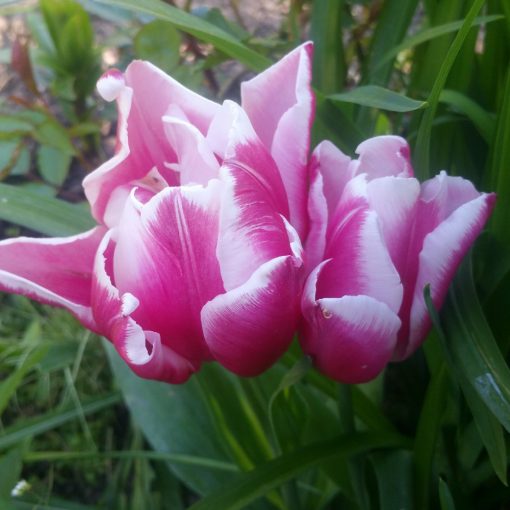 Tulipa Toplips - Tulipán