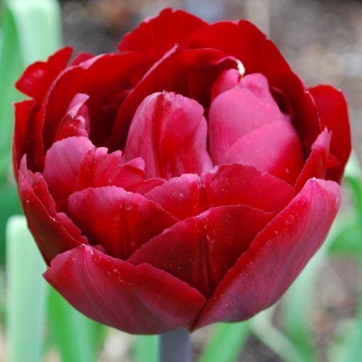 Tulipa Uncle Tom - Tulipán