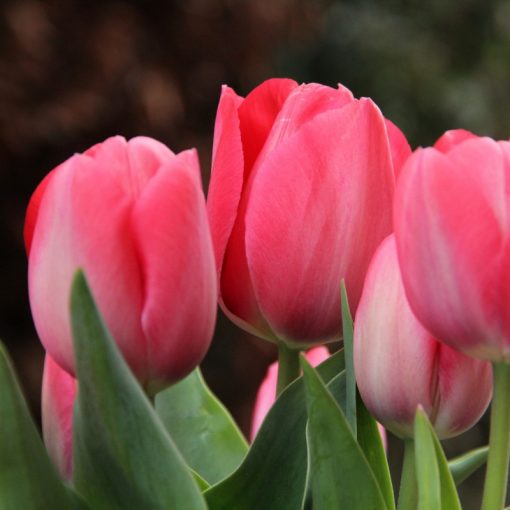 Tulipa Van Eijk - Tulipán
