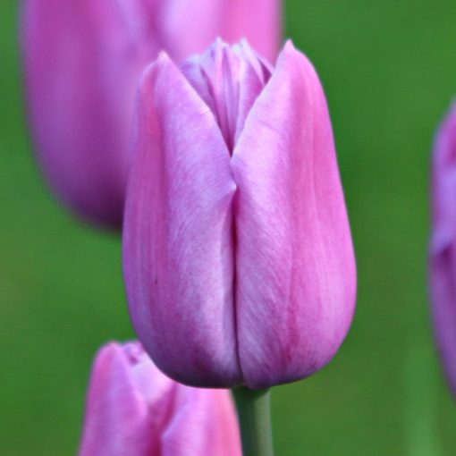 Tulipa Violet Beauty - Tulipán
