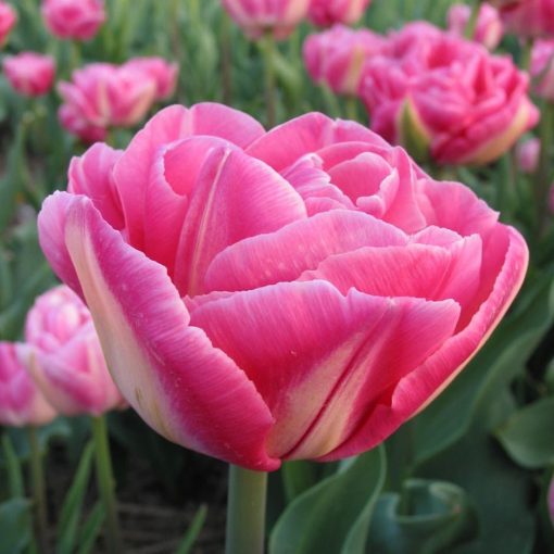 Tulipa Voque - Tulipán
