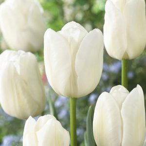 Tulipa White Dream - Tulipán