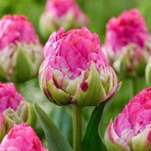 Tulipa Wicked In Pink - Tulipán
