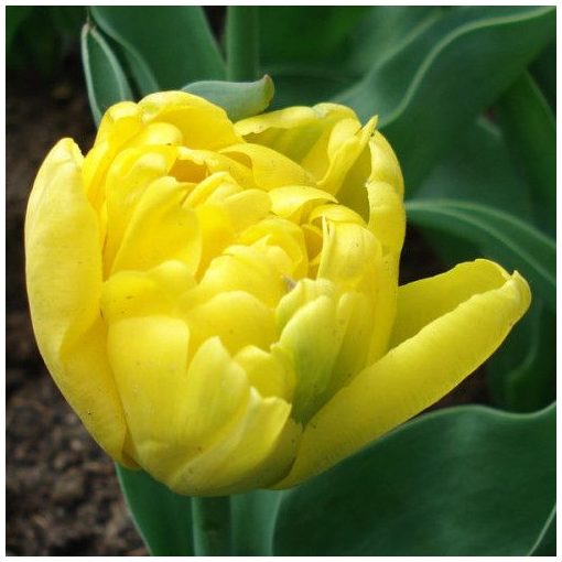 Tulipa Yellow Baby - Tulipán