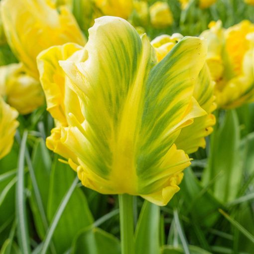 Tulipa Yellow Madonna - Tulipán
