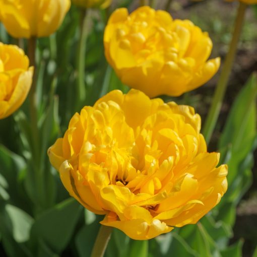 Tulipa Yellow Pomponette - Tulipán