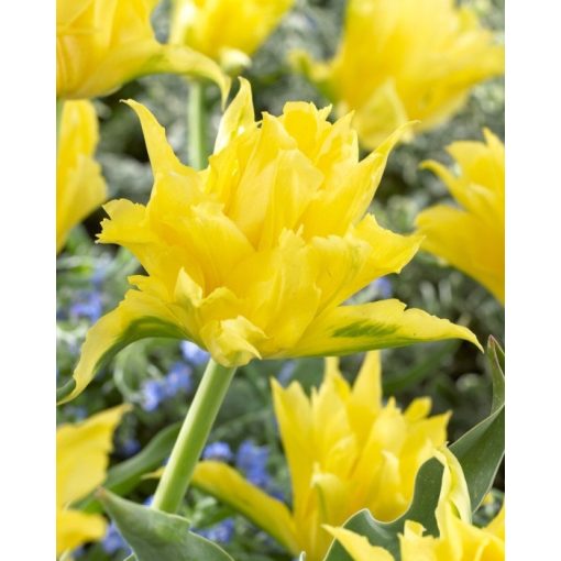 Tulipa Yellow Spider - Tulipán