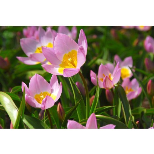 Tulipa bakeri Lilac Wonder - Tulipán