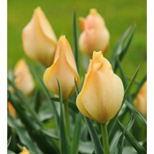 Tulipa batalinii Bright Gem - Tulipán