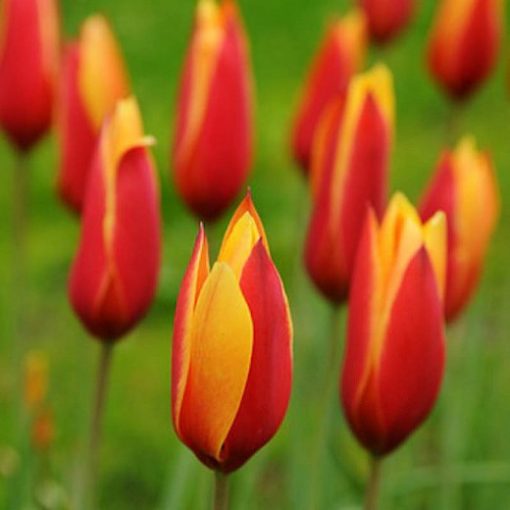 Tulipa clusiana var chrysantha Tubergens Gem - Tulipán