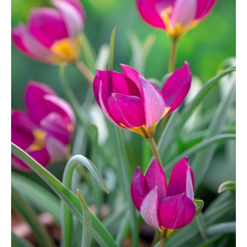 Tulipa humilis Persian Pearl - Tulipán