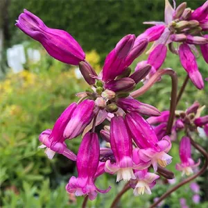   Dichelostemma ida-maia Pink Diamond - Tüzijátékvirág (5/+)