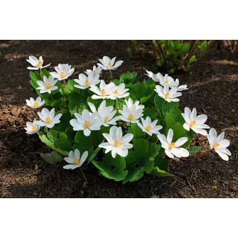 Vérzőmák