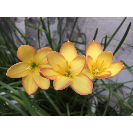 Zephyranthes Kings Ransom