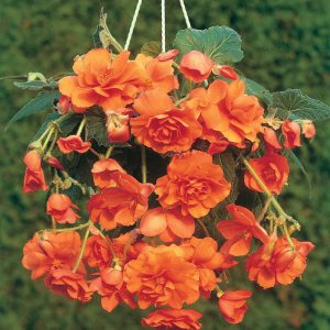 Begonia cascade Orange