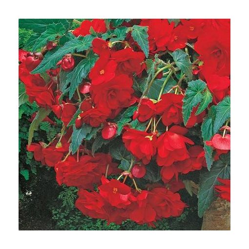 Begonia cascade Red