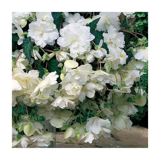 Begonia cascade White