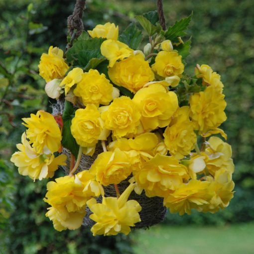Begonia cascade Yellow
