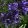 Agapanthus Navy Blue (I.) - Szerelemvirág
