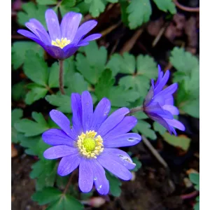 Anemone blanda (5/+) - Csinos szellőrózsa