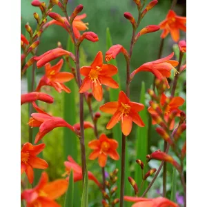 Crocosmia Fire King (7/+) - Sáfrányfű