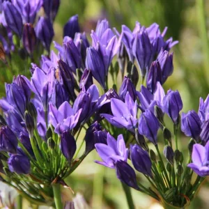 Triteleia Twilight ® (6/+) - Csillagliliom