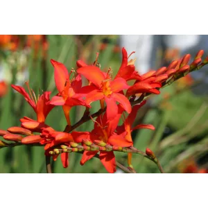 Crocosmia Firefly (8/+) - Sáfrányfű