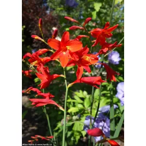 Crocosmia Lady Jane (7/+) - Sáfrányfű
