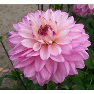 Dahlia Luka Johanna (I.) - Dália