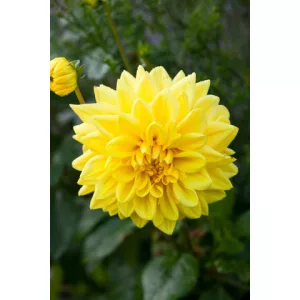Dahlia Golden Emblem (I.) - Dália