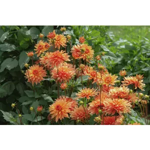 Dahlia Autumn Fairy (I.) - Dália