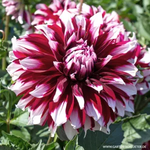 Dahlia Davos (I.) - Dália