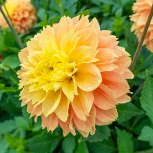 Dahlia Deep Impact (I.) - Dália