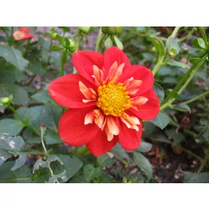 Dahlia Alstergruss (I.) - Dália