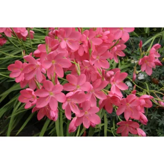 Kafferliliom (Schizostylis)