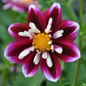 Dahlia Impression Fabula ® (I.) - Dália