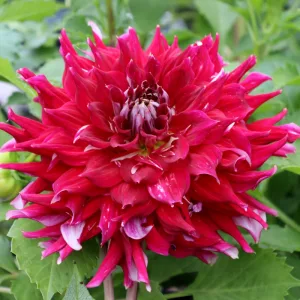 Dahlia Myth - Dália