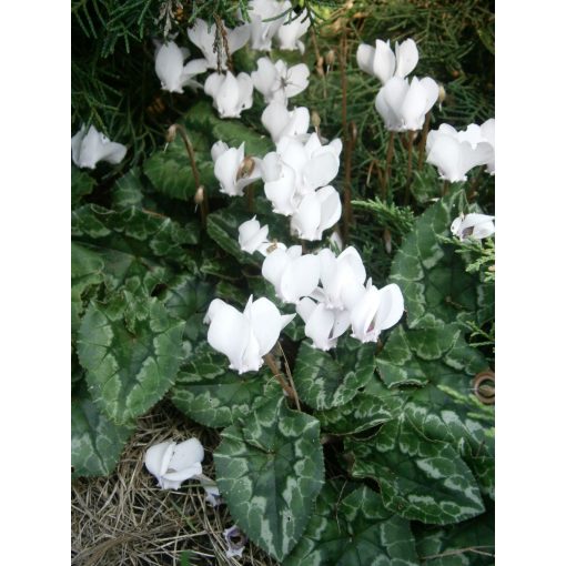 Cyclamen hederifolium Album - Télálló ciklámen (8/+)