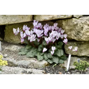 Cyclamen persicum (10/+) - Télálló ciklámen