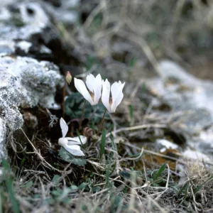 Cyclamen mirabile forma niveum (8/+) - Télálló ciklámen