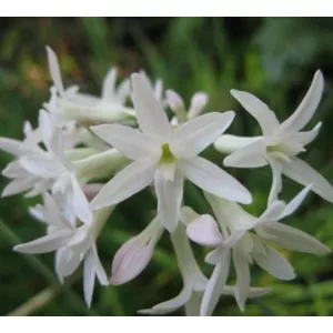 Tulbaghia fragrans Alba (I.) - Fokföldi csillagvirág