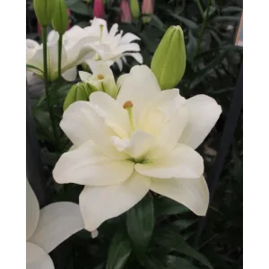 Lilium Belvedere (14/+) - Liliom