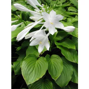 Hosta Aphrodite - Árnyékliliom