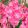 Gladiolus Pink Event (12/+) - Kardvirág