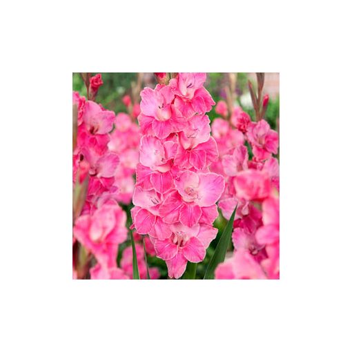 Gladiolus Pink Event (12/+) - Kardvirág